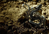 Adjustable Black and White Snake Retro Ring - ringsuniverse